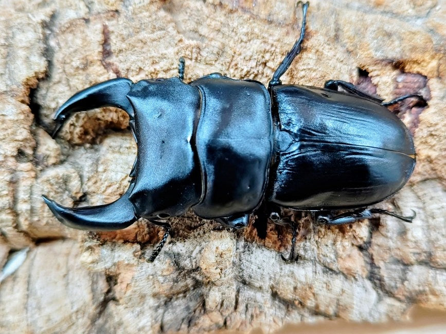 HOPEI(オオクワガタ原名亜種) 中国 福建省旧北峰産 ペア（累代CB ♂A'79(僅かにV字開き)mm 2025/5 ♀50mm 2025/5）