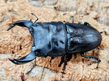 画像をギャラリービューアに読み込む, HOPEI(オオクワガタ原名亜種) 中国 福建省旧北峰産 ペア（累代CB ♂78mm 2025/5 ♀49mm 2025/5）
