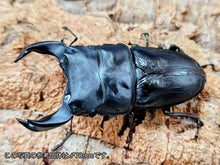 画像をギャラリービューアに読み込む, HOPEI(オオクワガタ原名亜種) 中国 福建省旧北峰産 ペア（累代CB ♂77mm 2025/5 ♀49mm 2025/5）
