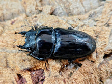 画像をギャラリービューアに読み込む, HOPEI(オオクワガタ原名亜種) 中国 福建省旧北峰産 ペア（累代CB ♂78mm 2025/5 ♀48mm 2025/5）
