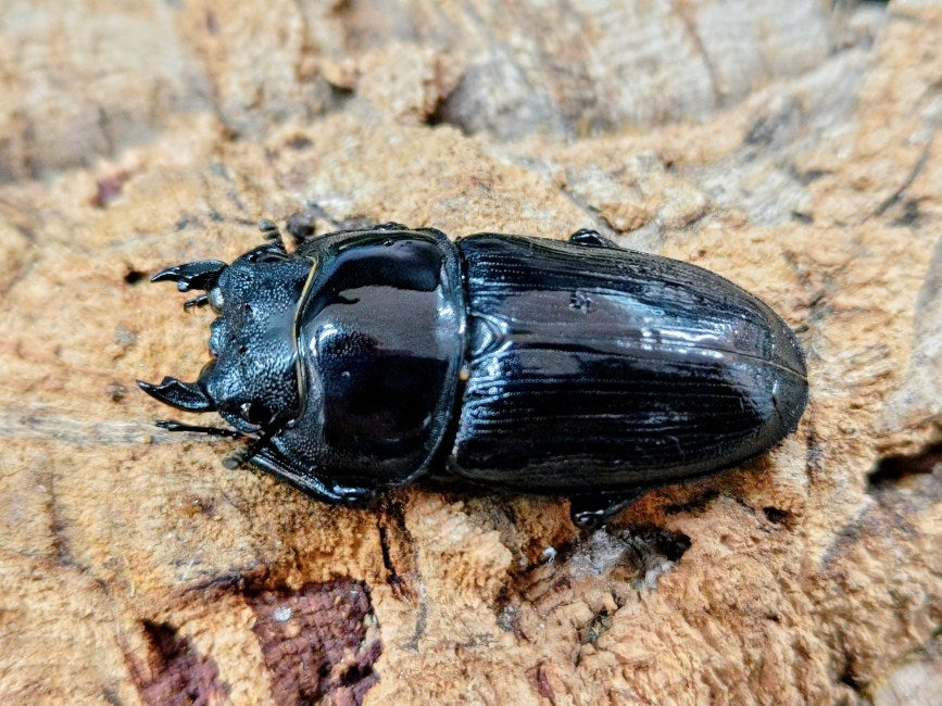 HOPEI(オオクワガタ原名亜種) 中国 福建省旧北峰産 ペア（累代CB