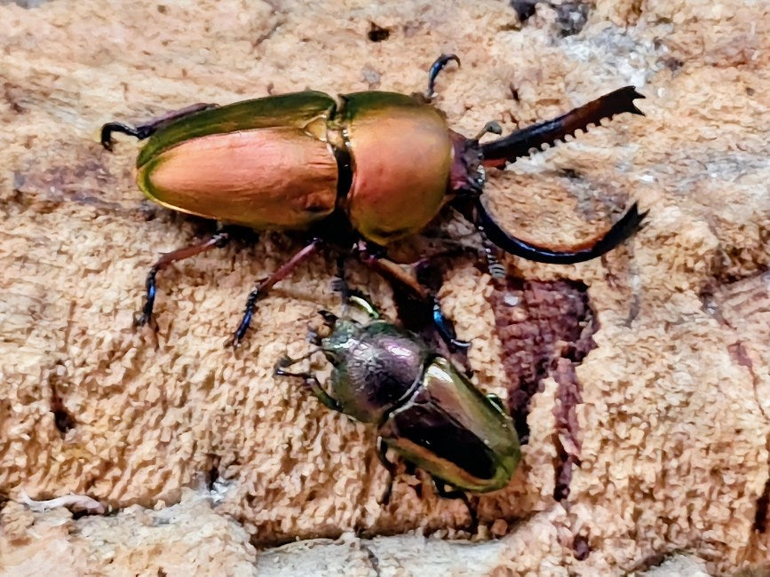 パプアキンイロクワガタ インドネシア イリアン・ワメナ産 ペア（累代CB ♂レッド系Freemm 2025/9 ♀マジョラFreemm 2025/9）