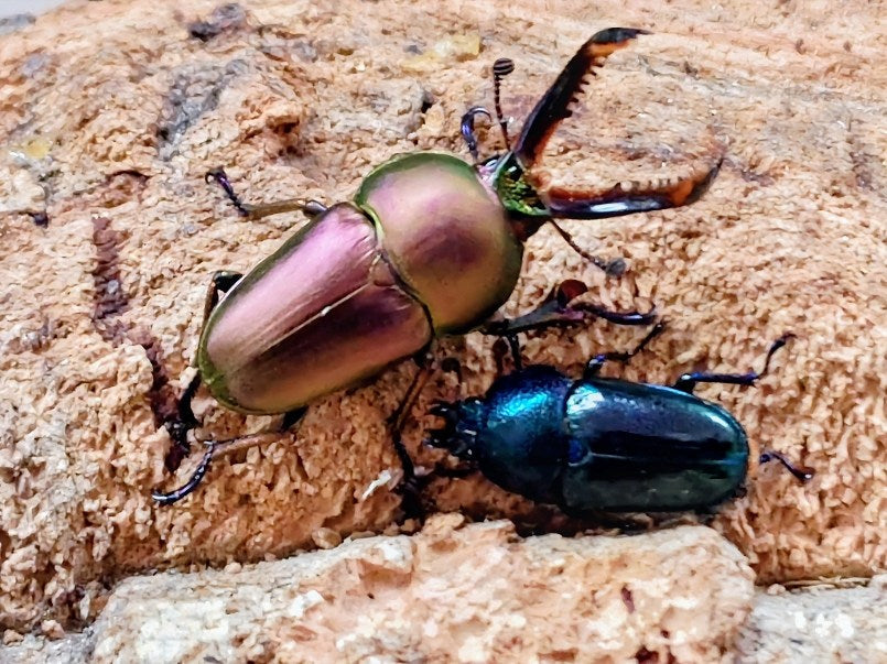 パプアキンイロクワガタ インドネシア イリアン・ワメナ産 ペア（累代CB ♂ピンクク系Freemm 2025/9 ♀薄パープルFreemm 2025/9）