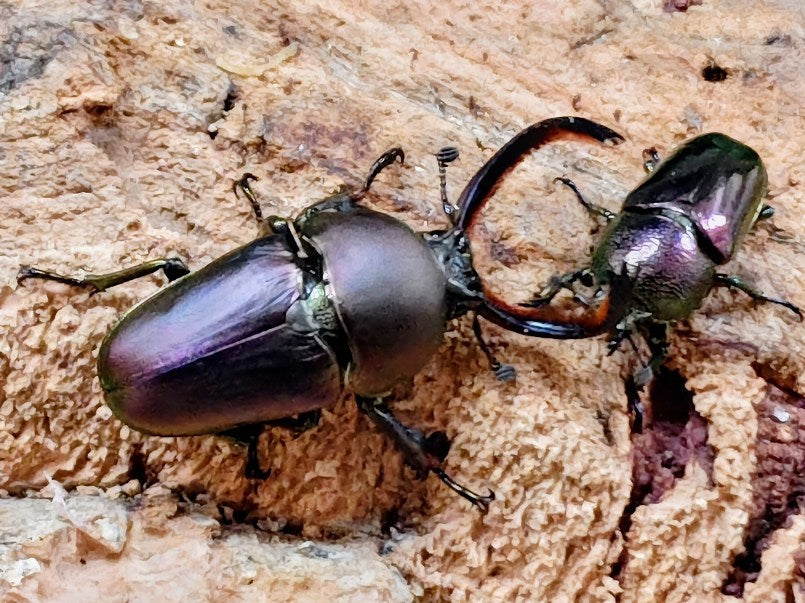 パプアキンイロクワガタ インドネシア イリアン・ワメナ産 ペア（累代CB ♂マジョラFreemm 2025/9 ♀薄パープルFreemm 2025/9）