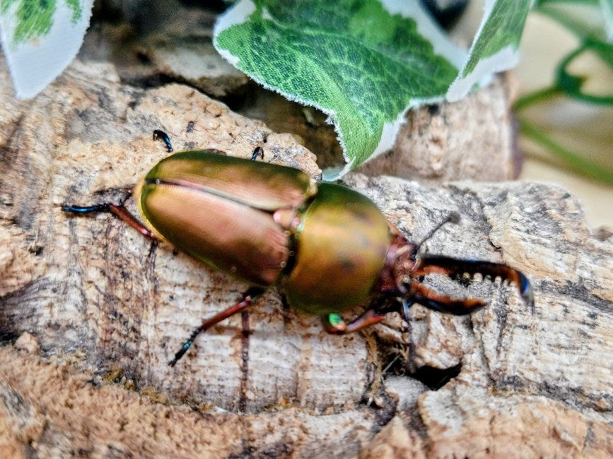 パプアキンイロクワガタ インドネシア イリアン・ワメナ産 ペア（累代CB ♂マジョラB・Free(右顎短い)mm 2025/9 ♀薄パープルFreemm 2025/9）