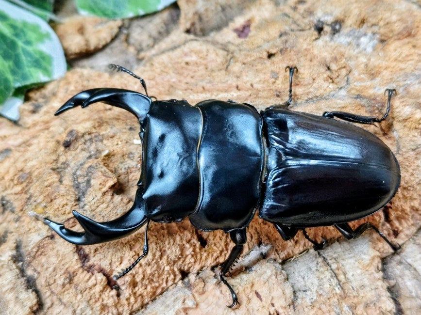 クルビデンスオオクワガタ タイ チェンマイ産 ペア（累代WF1 ♂76mm 2025/5 ♀38mm 2025/5）