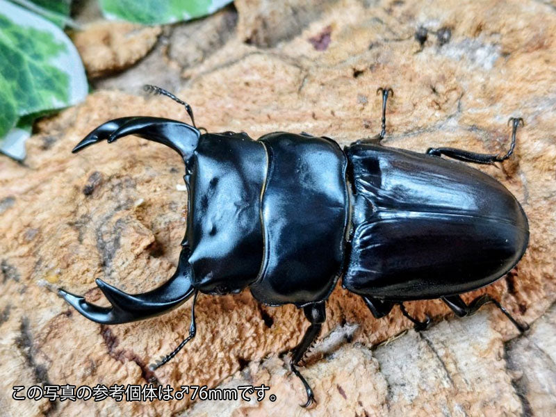 クルビデンスオオクワガタ タイ チェンマイ産 ペア（累代WF1 ♂67mm 2025/5 ♀37mm 2025/5）