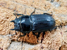 画像をギャラリービューアに読み込む, クルビデンスオオクワガタ タイ チェンマイ産 ペア（累代WF1 ♂67mm 2025/5 ♀37mm 2025/5）
