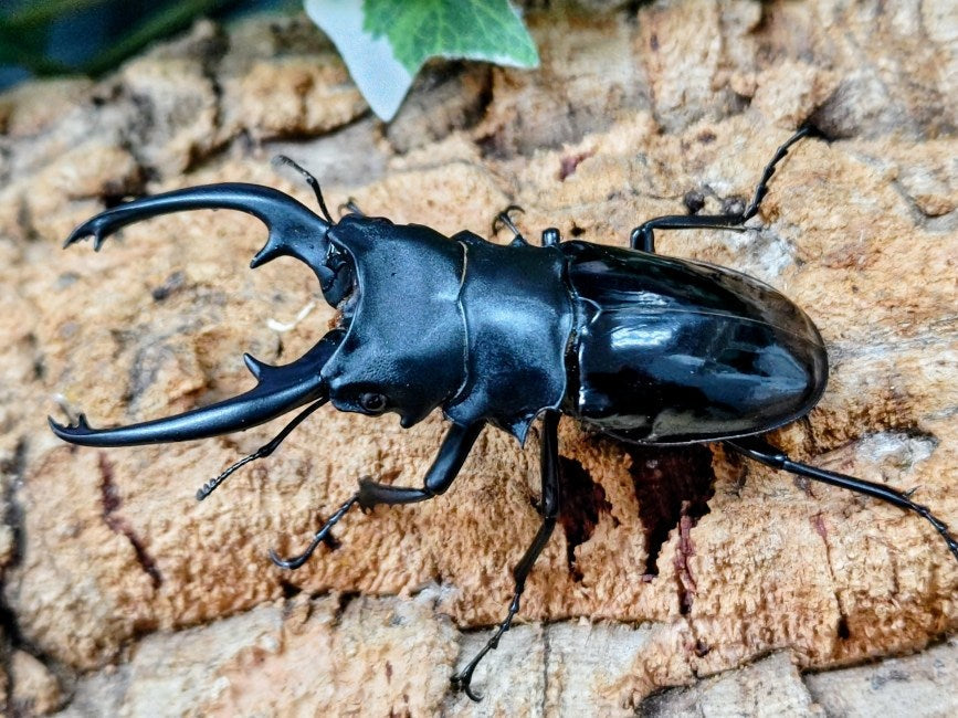 インターメディアツヤクワガタ フィリピン パラワン島Bataraza産 ペア（累代WD ♂85mm ♀Freemm ）