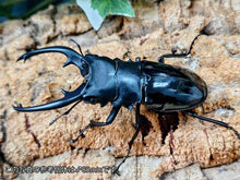 画像をギャラリービューアに読み込む, インターメディアツヤクワガタ フィリピン パラワン島Bataraza産 ペア（累代WD ♂83mm ♀Freemm ）
