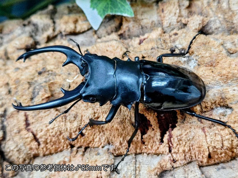 インターメディアツヤクワガタ フィリピン パラワン島Bataraza産 ペア（累代WD ♂83mm ♀Freemm ）