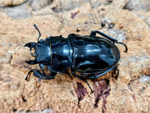 画像をギャラリービューアに読み込む, インターメディアツヤクワガタ フィリピン パラワン島Bataraza産 ペア（累代WD ♂83mm ♀Freemm ）
