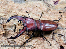 画像をギャラリービューアに読み込む, スズムラホソアカクワガタ フィリピン パラワン島ロハス産 ペア（累代WD ♂A&#39;34(顎先欠け)mm ♀Freemm ）
