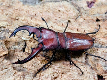 画像をギャラリービューアに読み込む, スズムラホソアカクワガタ フィリピン パラワン島ロハス産 ペア（累代WD ♂A&#39;41(左前脚符節欠け)mm ♀Freemm ）
