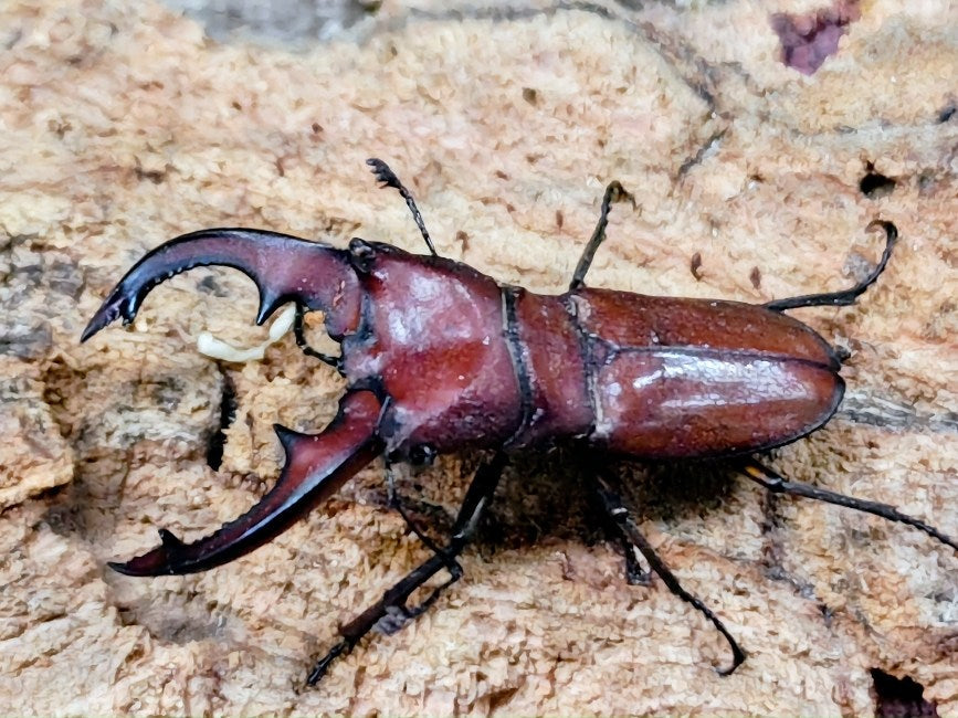 スズムラホソアカクワガタ フィリピン パラワン島ロハス産 ペア（累代WD ♂A'41(左前脚符節欠け)mm ♀Freemm ）