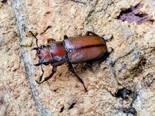 画像をギャラリービューアに読み込む, スズムラホソアカクワガタ フィリピン パラワン島ロハス産 ペア（累代WD ♂A&#39;41(左前脚符節欠け)mm ♀Freemm ）
