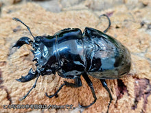 画像をギャラリービューアに読み込む, タランドゥスオオツヤクワガタ コンゴ 産 ペア（累代CB ♂59mm 2025/6 ♀46mm 2025/6）
