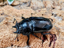 画像をギャラリービューアに読み込む, タランドゥスオオツヤクワガタ コンゴ 産 ペア（累代CB ♂59mm 2025/6 ♀46mm 2025/6）
