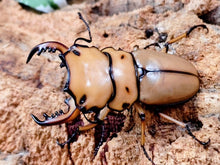 画像をギャラリービューアに読み込む, メンガタメリークワガタ カメルーン 産 ペア（累代CB ♂52mm 2025/11 ♀Freemm 2025/9）
