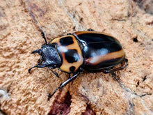 画像をギャラリービューアに読み込む, メンガタメリークワガタ カメルーン 産 ペア（累代CB ♂52mm 2025/11 ♀Freemm 2025/9）
