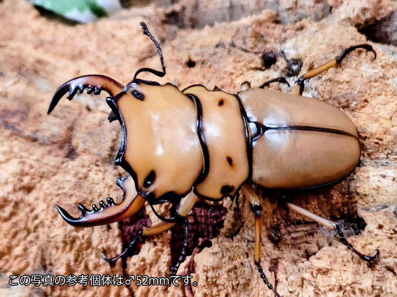 メンガタメリークワガタ – クワガタムシ・カブトムシ昆虫専門店COLORS