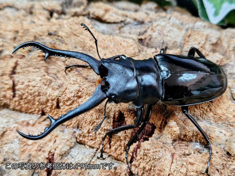 ギラファノコギリクワガタ(亜種ダイスケ) – タグ 