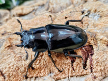 画像をギャラリービューアに読み込む, ギラファノコギリクワガタ(亜種ダイスケ) フィリピン ネグロス島カンラオン産 ペア（累代CB ♂83mm 2025/10 ♀Freemm 2025/9）
