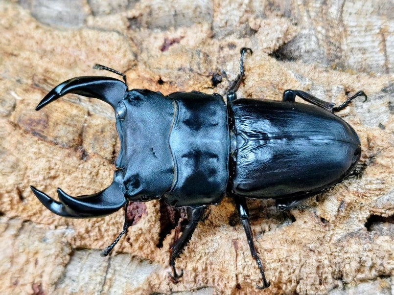 国産オオクワガタ(極太アンバランス血統) – クワガタムシ・カブトムシ