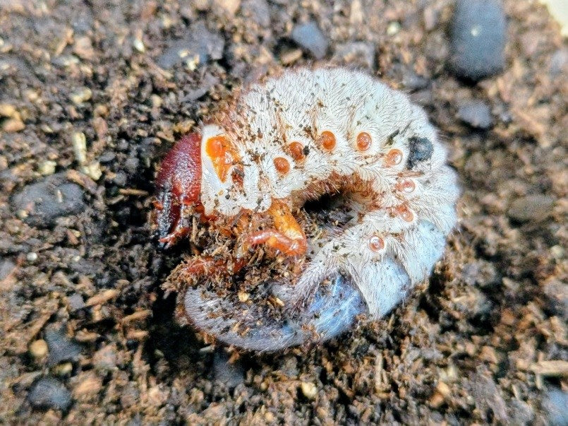 国産外国産カブトムシ・クワガタムシ等昆虫専門店カラーズ