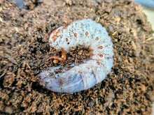 画像をギャラリービューアに読み込む, サタンオオカブト幼虫 ボリビア ユンガス産
