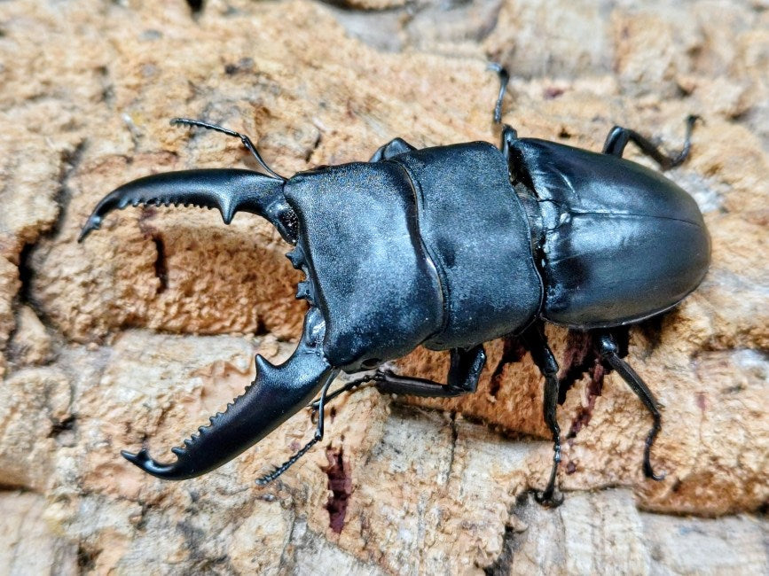 国産外国産カブトムシ・クワガタムシ等昆虫専門店カラーズ