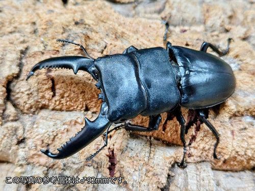 パラワンオオヒラタクワガタ – クワガタムシ・カブトムシ昆虫専門店COLORS