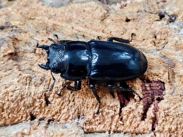 パラワンオオヒラタクワガタ フィリピン Mt.ガントン産 ペア（累代WD