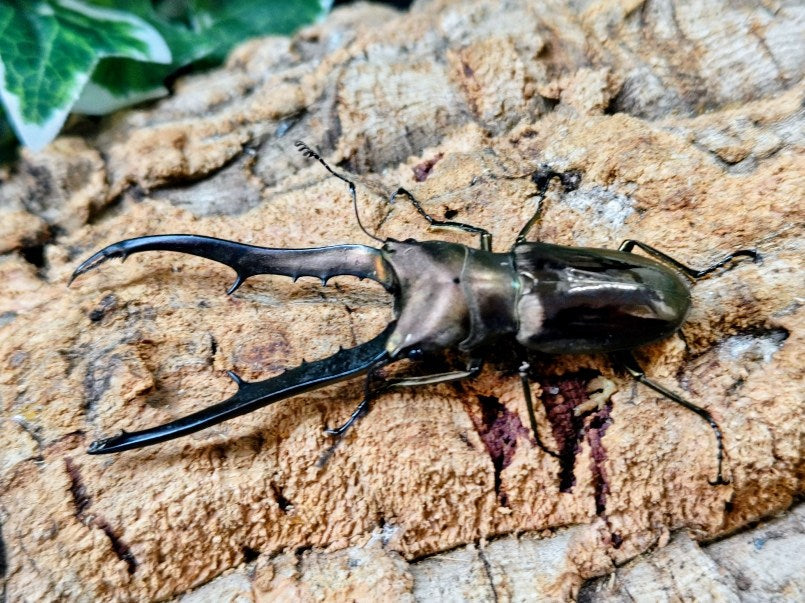 国産外国産カブトムシ・クワガタムシ等昆虫専門店カラーズ