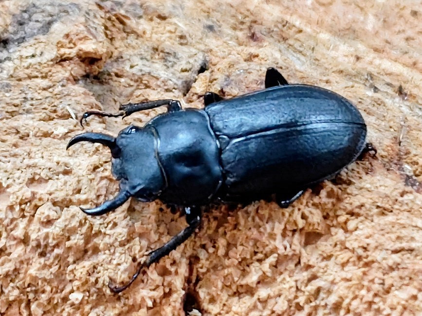 アマミシカクワガタ – クワガタムシ・カブトムシ昆虫専門店COLORS