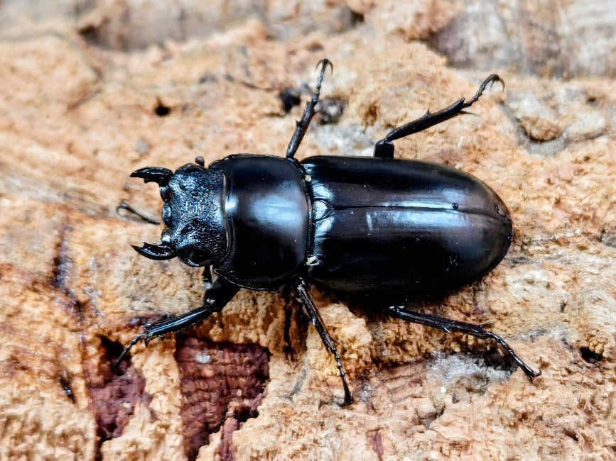 アンタエウスオオクワガタ インド APLS産 ペア（累代WF5 ♂59mm 2025