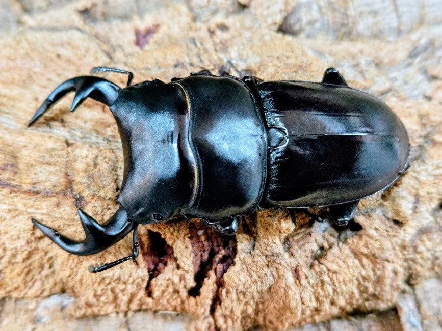 新入荷商品 – クワガタムシ・カブトムシ昆虫専門店COLORS