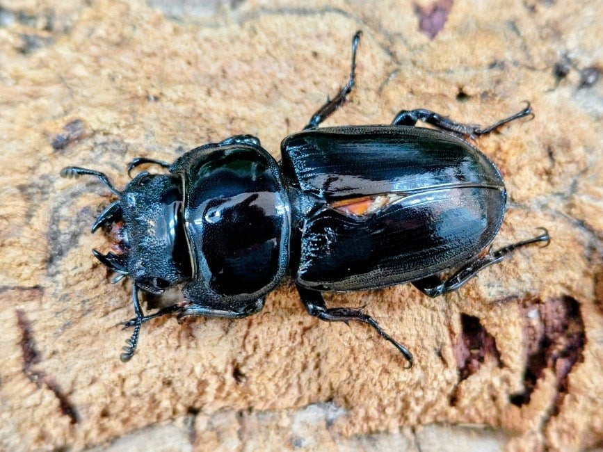 グランディスオオクワガタ インド マニプール州産 ペア（累代CBF1