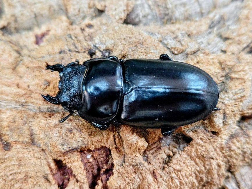 アンタエウスオオクワガタ インド キッシム州ガントク産 ペア（累代