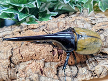 画像をギャラリービューアに読み込む, D.H.ヘラクレス フランス領 グアドループ産 ペア（累代CB ♂145mm 2025/11 ♀Freemm 2025/10）
