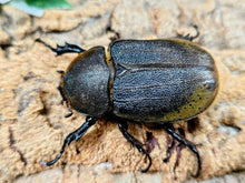 画像をギャラリービューアに読み込む, D.H.ヘラクレス フランス領 グアドループ産 ペア（累代CB ♂144mm 2025/10 ♀Freemm 2025/10）
