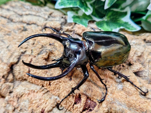 新入荷商品 – クワガタムシ・カブトムシ昆虫専門店COLORS