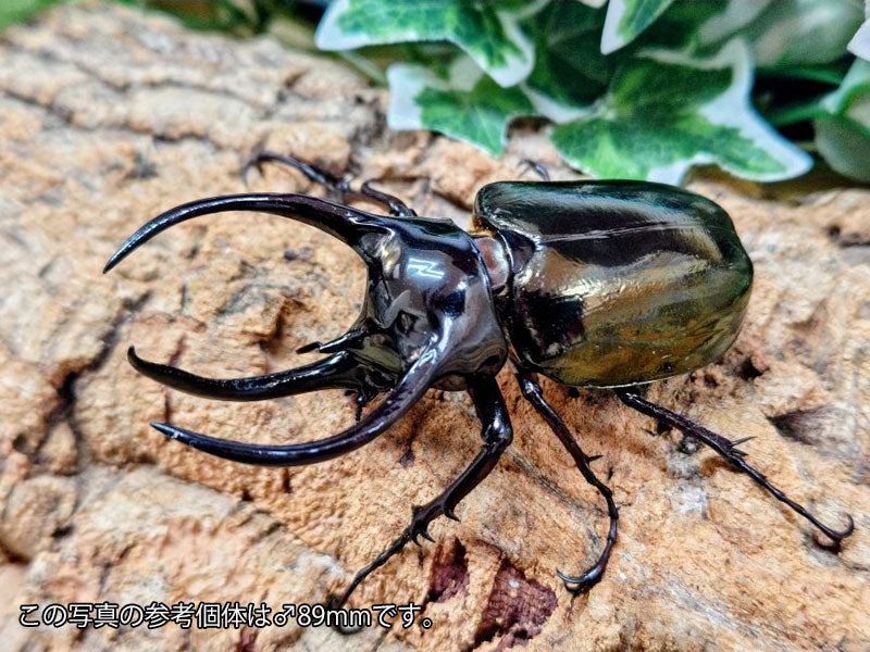 国産外国産カブトムシ・クワガタムシ等昆虫専門店カラーズ