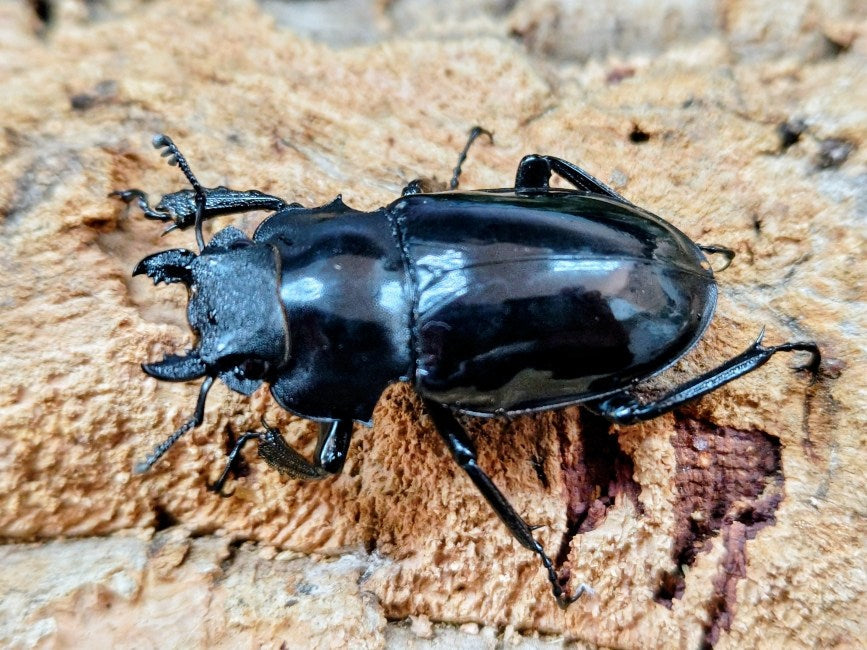 クワガタ インターメディアツヤクワガタ フィリピン ネグロス島産 ペア（累代WD