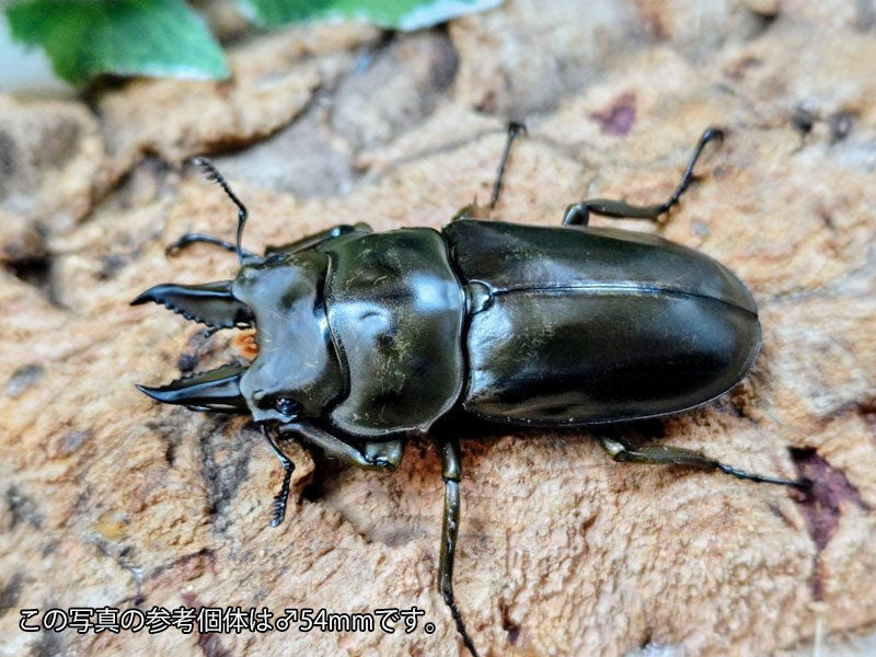 メンガタメリー　ローゼンオウゴンオニ　ウガンデンシス　オーベンチュール ローゼンベルグオウゴンオニ – クワガタムシ・カブトムシ昆虫専門店COLORS