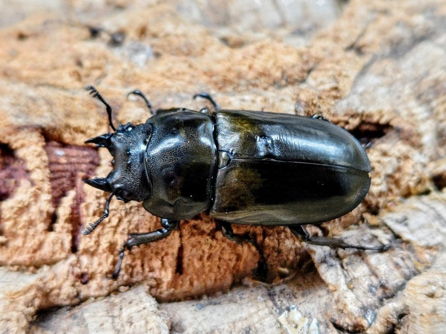 ローゼンベルグオウゴンオニ インドネシア ジャワ島Mt.ハリムン産 ペア
