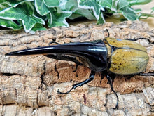 画像をギャラリービューアに読み込む, D.H.ヘラクレス フランス領 グアドループ産 ペア（累代CBF1 ♂161mm 2025/10 ♀74mm 2025/11）
