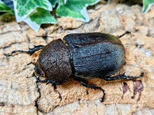 画像をギャラリービューアに読み込む, D.H.ヘラクレス フランス領 グアドループ産 ペア（累代CBF1 ♂161mm 2025/10 ♀74mm 2025/11）
