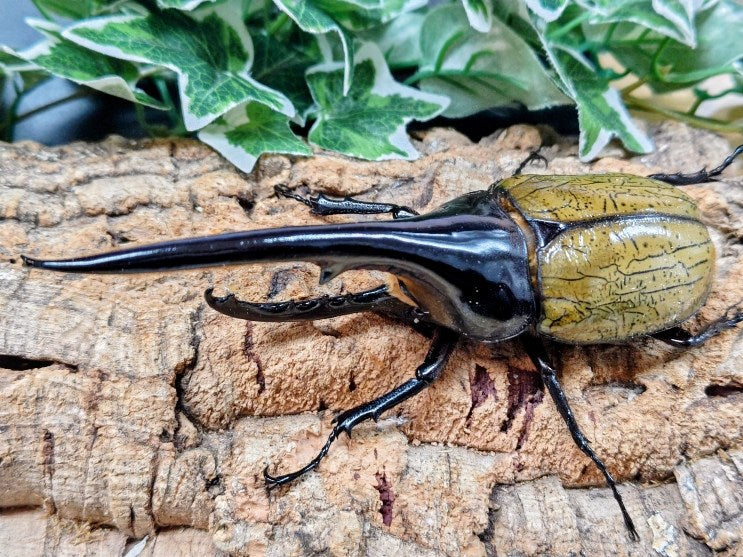 D.Hヘラクレス 【HirokA】D・Hヘラクレス（UB670F）158mm ♂単品