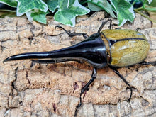 画像をギャラリービューアに読み込む, D.H.ヘラクレス フランス領 グアドループ産 ペア（累代CBF1 ♂A'159(胸角先ブレ)mm 2025/10 ♀72mm 2025/11）
